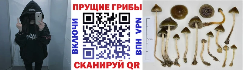 Псилоцибиновые грибы MAGIC MUSHROOMS  Гагарин 